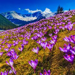 Chocholowska-Tal im Frühling, Polen