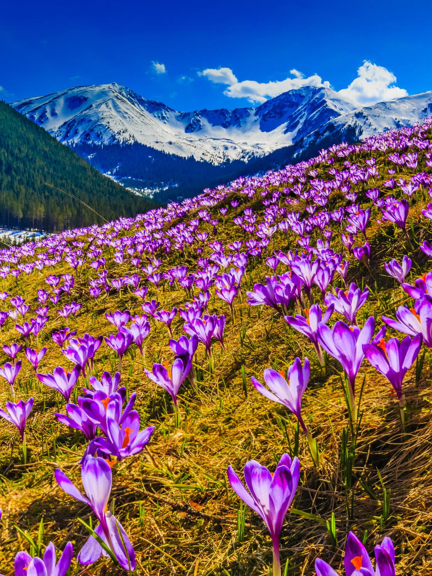 Chocholowska-Tal im Frühling, Polen