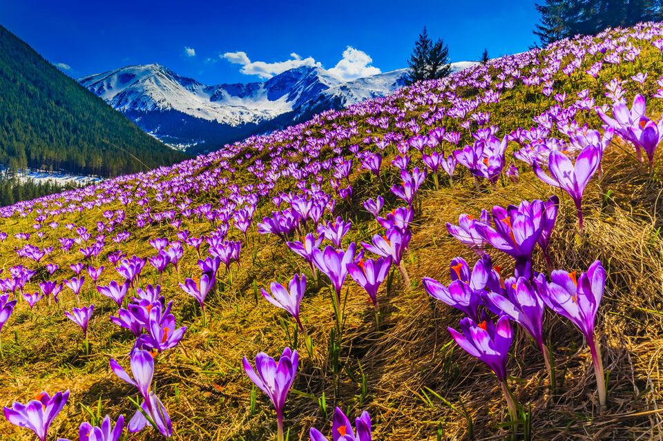 Chocholowska-Tal im Frühling, Polen  1.5634