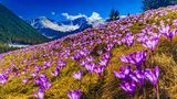 Chocholowska-Tal im Frühling, Polen