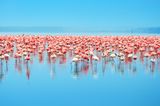 Zahlreiche Flamingos im Nakuru-See in Kenia während der Regenzeit