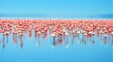 Zahlreiche Flamingos im Nakuru-See in Kenia während der Regenzeit