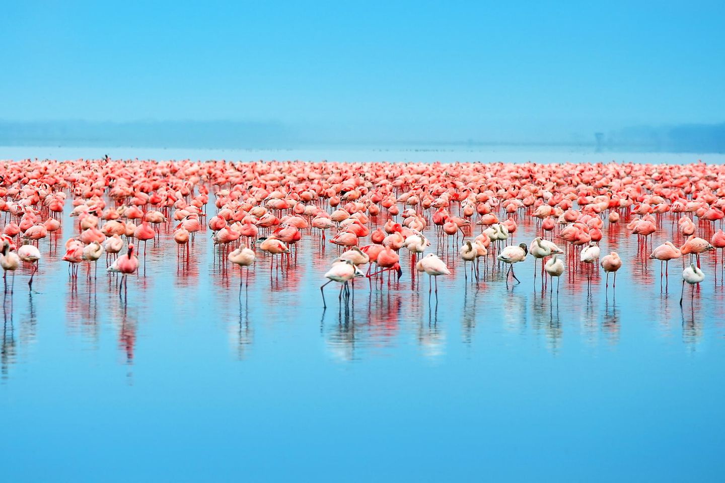 Zahlreiche Flamingos im Nakuru-See in Kenia während der Regenzeit