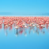 Zahlreiche Flamingos im Nakuru-See in Kenia während der Regenzeit