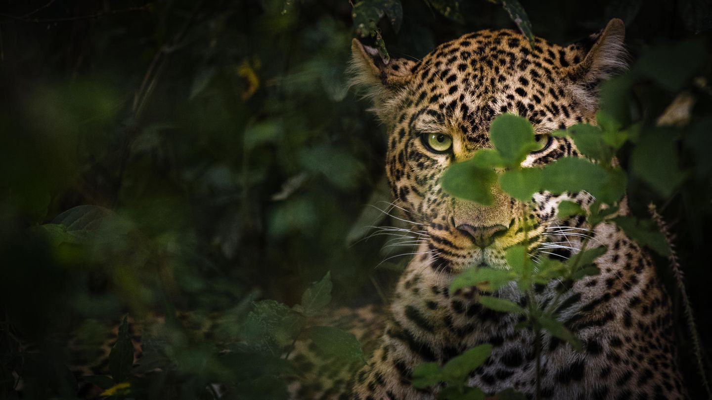 Leopardin