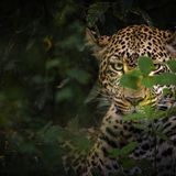 Leopardin