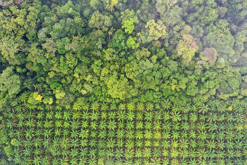 Indonesien und Malaysia konnten den Abwärtstrend bei der Rodung von Urwald - etwa für Palmölplantagen - stoppen