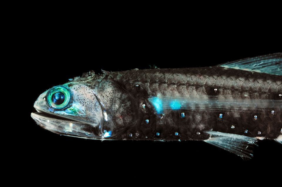 Laternenfisch