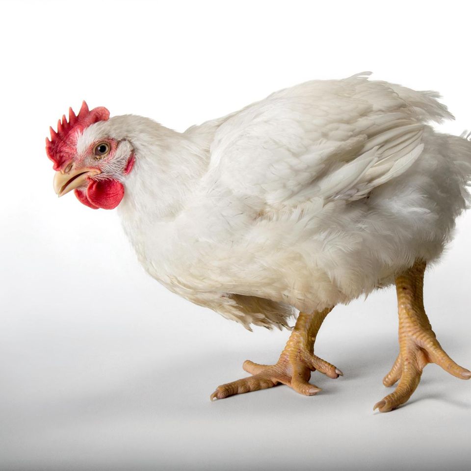 A six-week-old broiler rooster at a commercial chicken farm.