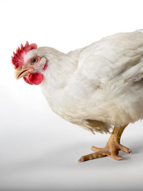 A six-week-old broiler rooster at a commercial chicken farm.