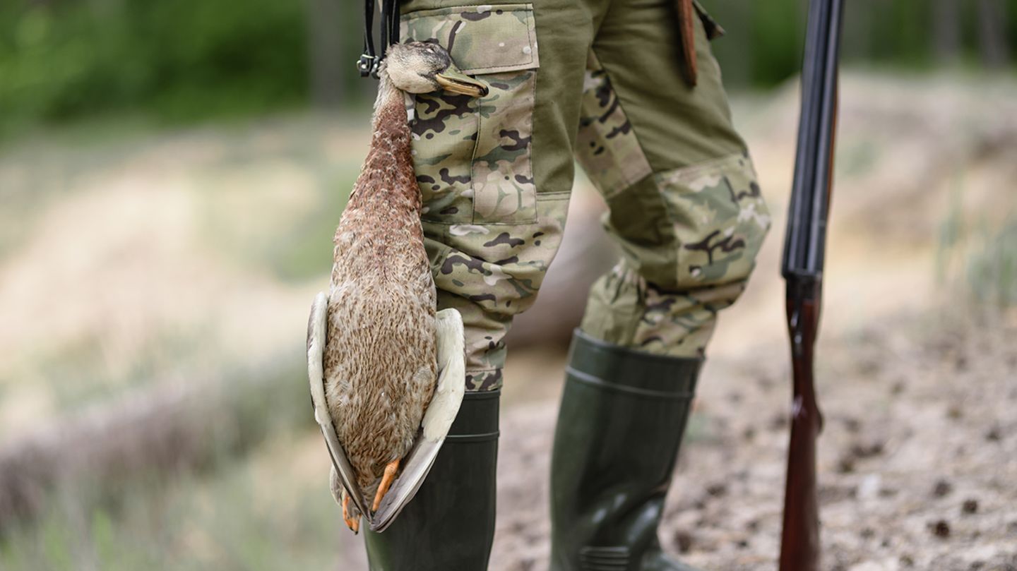 Enten werden im Flug erschossen. Eine unbekannte Anzahl von ihnen erleidet dabei nur Streif- oder Steckschüsse
