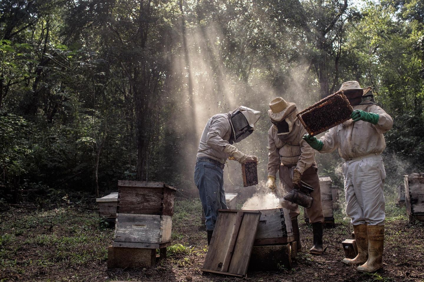 Eine Gruppe von Maya-Imkern kümmern sich um ihre Bienenstöcke