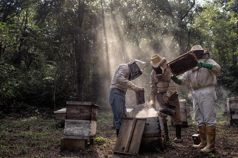 Eine Gruppe von Maya-Imkern kümmern sich um ihre Bienenstöcke