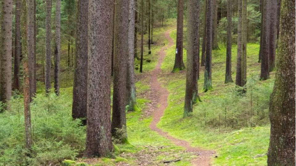 Wanderpfad durch den Frankenwald