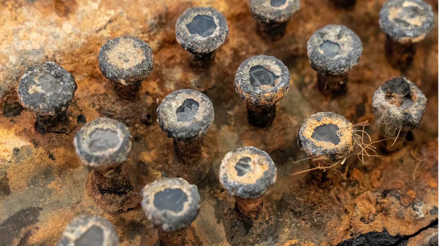 Die Ostsee hat Spuren hinterlassen: Chiffriermaschine Enigma