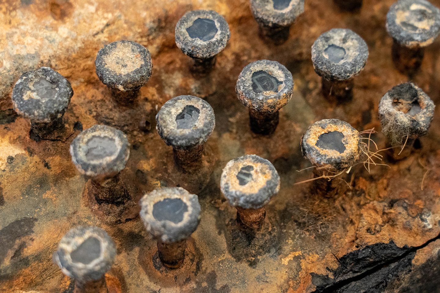 Die Ostsee hat Spuren hinterlassen: Chiffriermaschine Enigma
