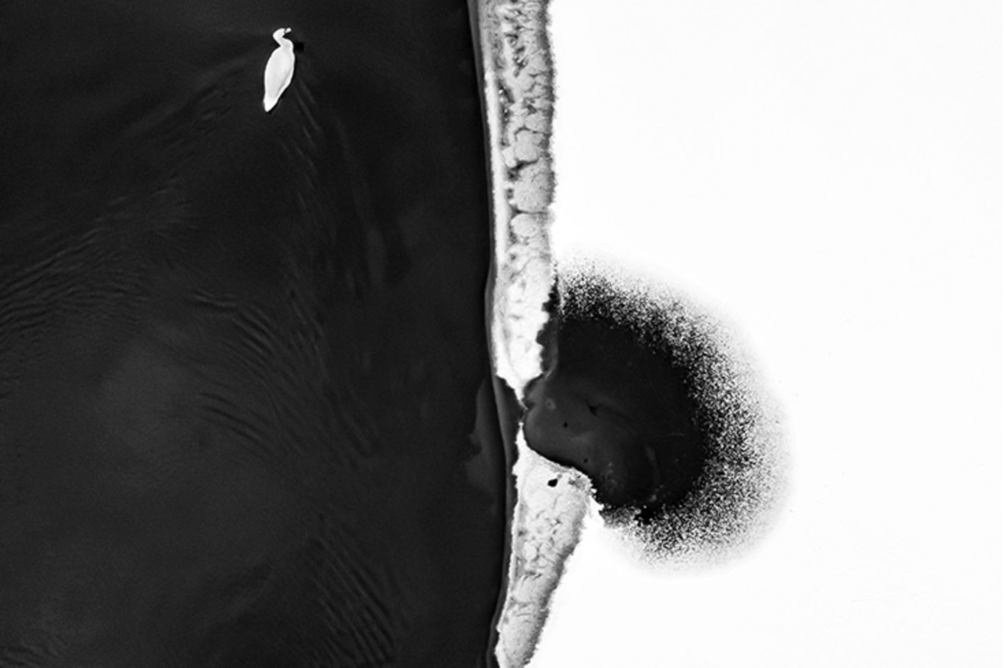 Nahe der polnischen Stadt Rybnik fotografierte Marcin Giba diesen Schwan: ein Bild von schlichter Symbolkraft