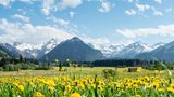 Blühende Wiese im Allgäu