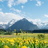 Blühende Wiese im Allgäu