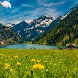 Vilsalpsee im Frühling mit blühender Wiese und Bergen im Hintergrund