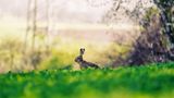 01.04.2021      "Der Feldhase ließ sich von mir und meinem Fotoapparat nicht irritieren, obwohl ich nur 10 Meter entfernt von ihm saß. Bald erschloss sich der Grund: Ein zweiter Hase erschien auf der Bildfläche und die beiden fingen an, zu kämpfen."      Ort: Taunus  Mehr Fotos von Christin Picard
