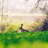 01.04.2021      "Der Feldhase ließ sich von mir und meinem Fotoapparat nicht irritieren, obwohl ich nur 10 Meter entfernt von ihm saß. Bald erschloss sich der Grund: Ein zweiter Hase erschien auf der Bildfläche und die beiden fingen an, zu kämpfen."      Ort: Taunus  Mehr Fotos von Christin Picard