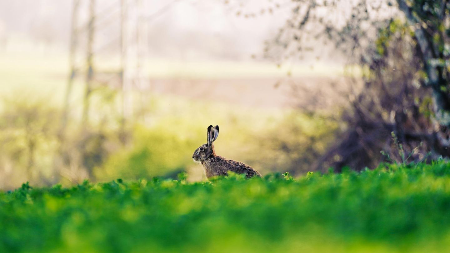 01.04.2021      "Der Feldhase ließ sich von mir und meinem Fotoapparat nicht irritieren, obwohl ich nur 10 Meter entfernt von ihm saß. Bald erschloss sich der Grund: Ein zweiter Hase erschien auf der Bildfläche und die beiden fingen an, zu kämpfen."      Ort: Taunus  Mehr Fotos von Christin Picard