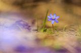 06.04.2021      "Dieses Bild eines Leberblümchens habe ich aufgenommen im Landschaftspark Binntal in der Schweiz."      Kamera: Canon EOS 5d Mark lll  Mehr Fotos von Imhof Patrick