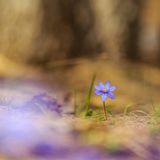 06.04.2021      "Dieses Bild eines Leberblümchens habe ich aufgenommen im Landschaftspark Binntal in der Schweiz."      Kamera: Canon EOS 5d Mark lll  Mehr Fotos von Imhof Patrick