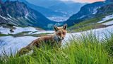 Hungrige Urlaubsbekanntschaft: Der Hüttenfuchs des Edmund-Probst-Hauses am Nebelhorn. Jeden Abend kam dieser Rotfuchs und forderte seinen Teil des Abendessens.