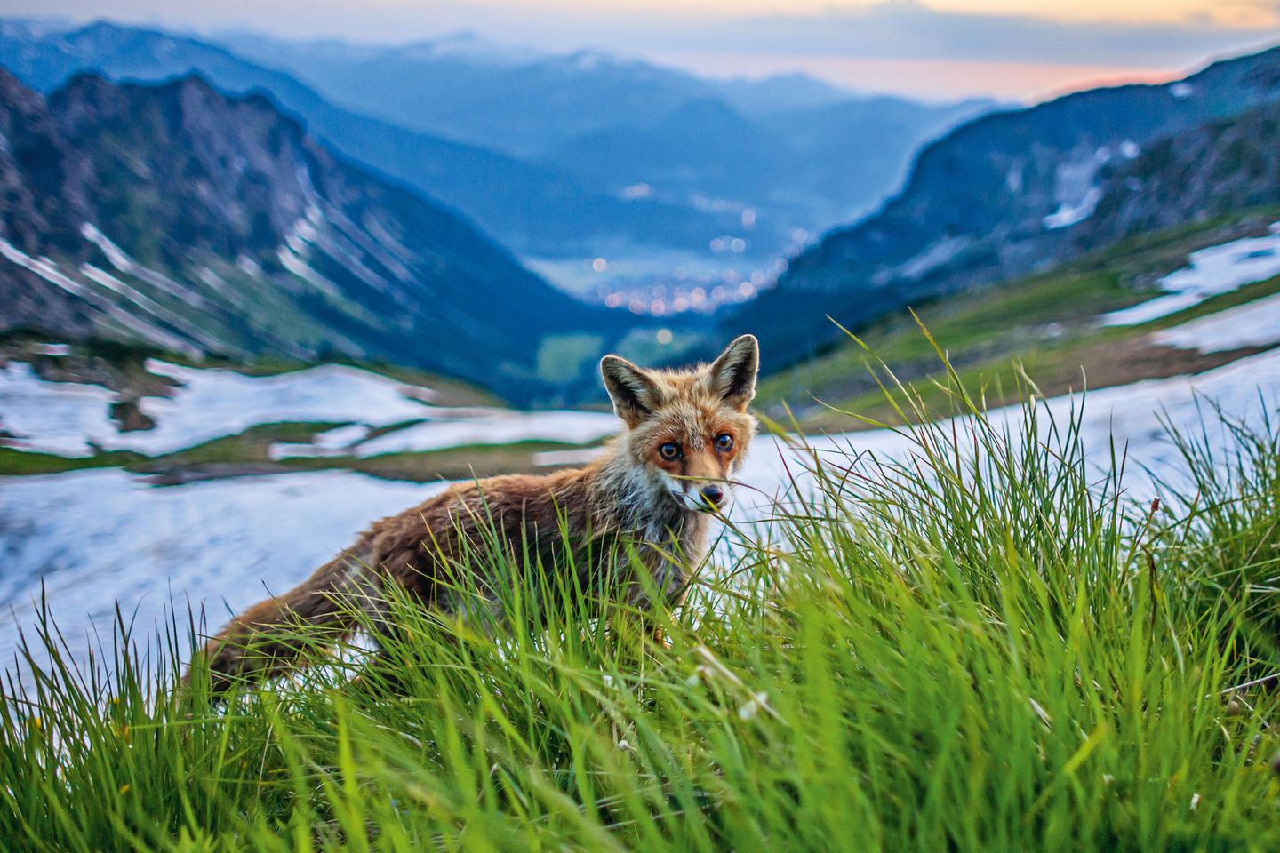 Hungrige Urlaubsbekanntschaft: Der Hüttenfuchs des Edmund-Probst-Hauses am Nebelhorn. Jeden Abend kam dieser Rotfuchs und forderte seinen Teil des Abendessens.