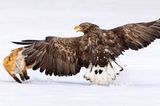 Einen „Flügel-Klaps“ holte sich ein Fuchs auf der Suche nach Futter. Gegen den Weißschwanz-Seeadler kann sich das kleine Tier nicht durchsetzen. Doch die kargen Winter in den nördlichen Breiten erhöhen die Risikobereitschaft.  Eine Aufnahme von Fahad Alenezi