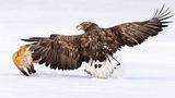 Einen „Flügel-Klaps“ holte sich ein Fuchs auf der Suche nach Futter. Gegen den Weißschwanz-Seeadler kann sich das kleine Tier nicht durchsetzen. Doch die kargen Winter in den nördlichen Breiten erhöhen die Risikobereitschaft.  Eine Aufnahme von Fahad Alenezi