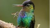 Gail Bisson/Bird Photographer of the Year