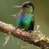 Gail Bisson/Bird Photographer of the Year