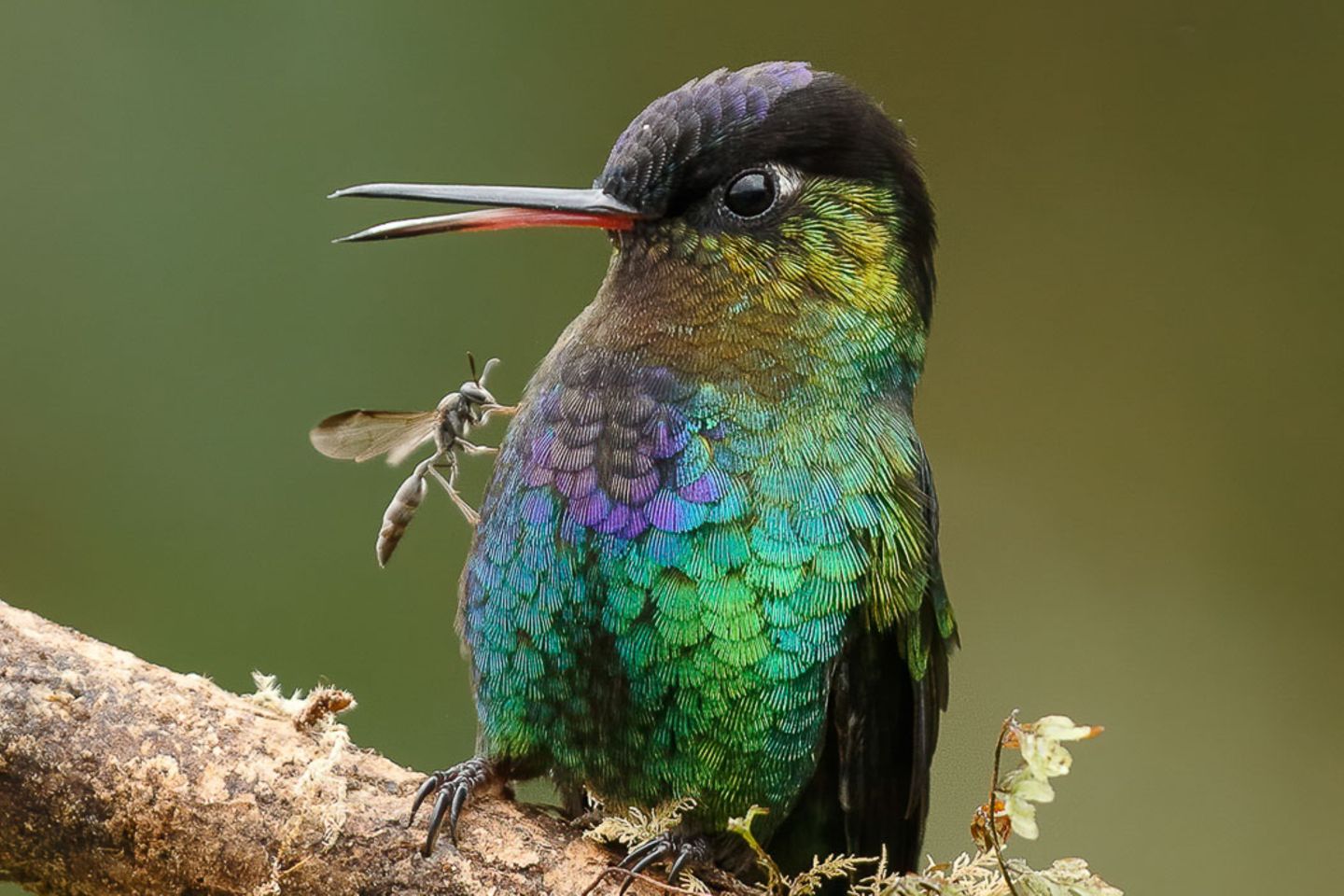 Gail Bisson/Bird Photographer of the Year