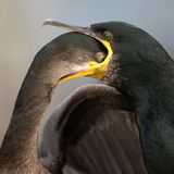 Brian Matthews/Bird Photographer of the Year