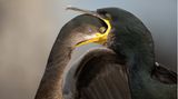 Brian Matthews/Bird Photographer of the Year