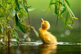 Zdeněk Jakl/Bird Photographer of the Year