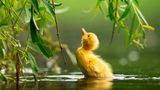 Zdeněk Jakl/Bird Photographer of the Year