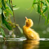 Zdeněk Jakl/Bird Photographer of the Year