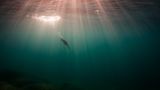 Gábor Li/Bird Photographer of the Year