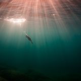 Gábor Li/Bird Photographer of the Year