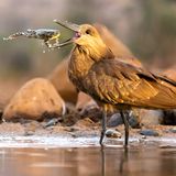 Daniel Zhang/Bird Photographer of the Year