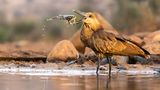 Daniel Zhang/Bird Photographer of the Year