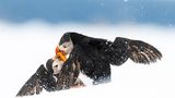 Øyvind Pedersen/Bird Photographer of the Year