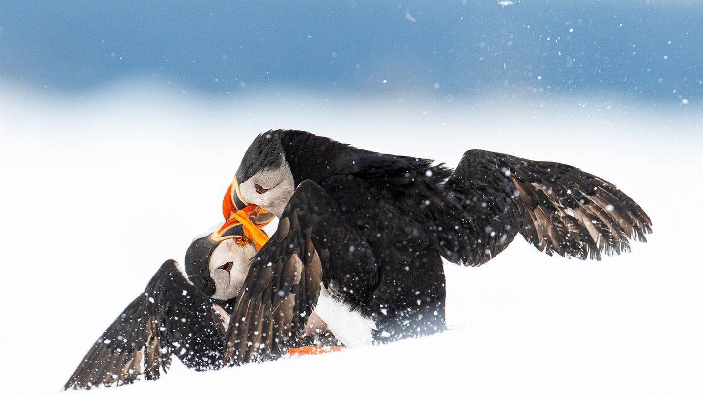 Øyvind Pedersen/Bird Photographer of the Year Øyvind Pedersen/Bird Photographer of the Year