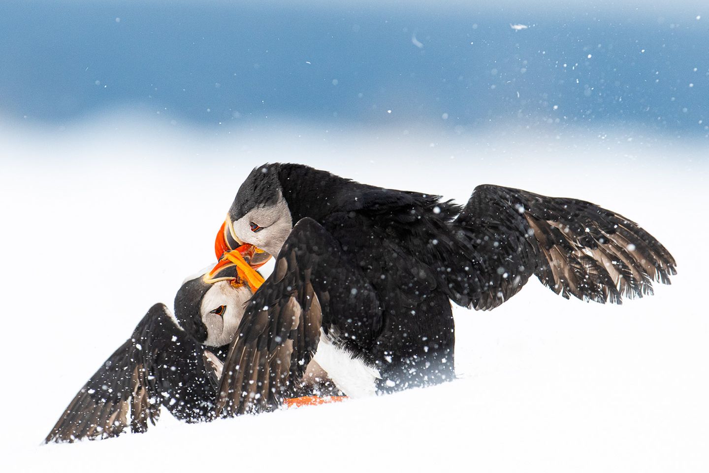Øyvind Pedersen/Bird Photographer of the Year