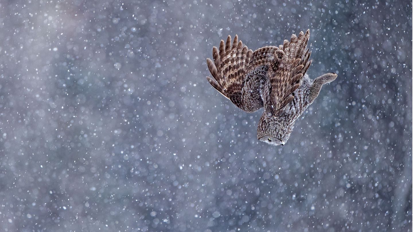 Scott Suriano/Bird Photographer of the Year Scott Suriano/Bird Photographer of the Year