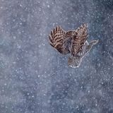 Scott Suriano/Bird Photographer of the Year